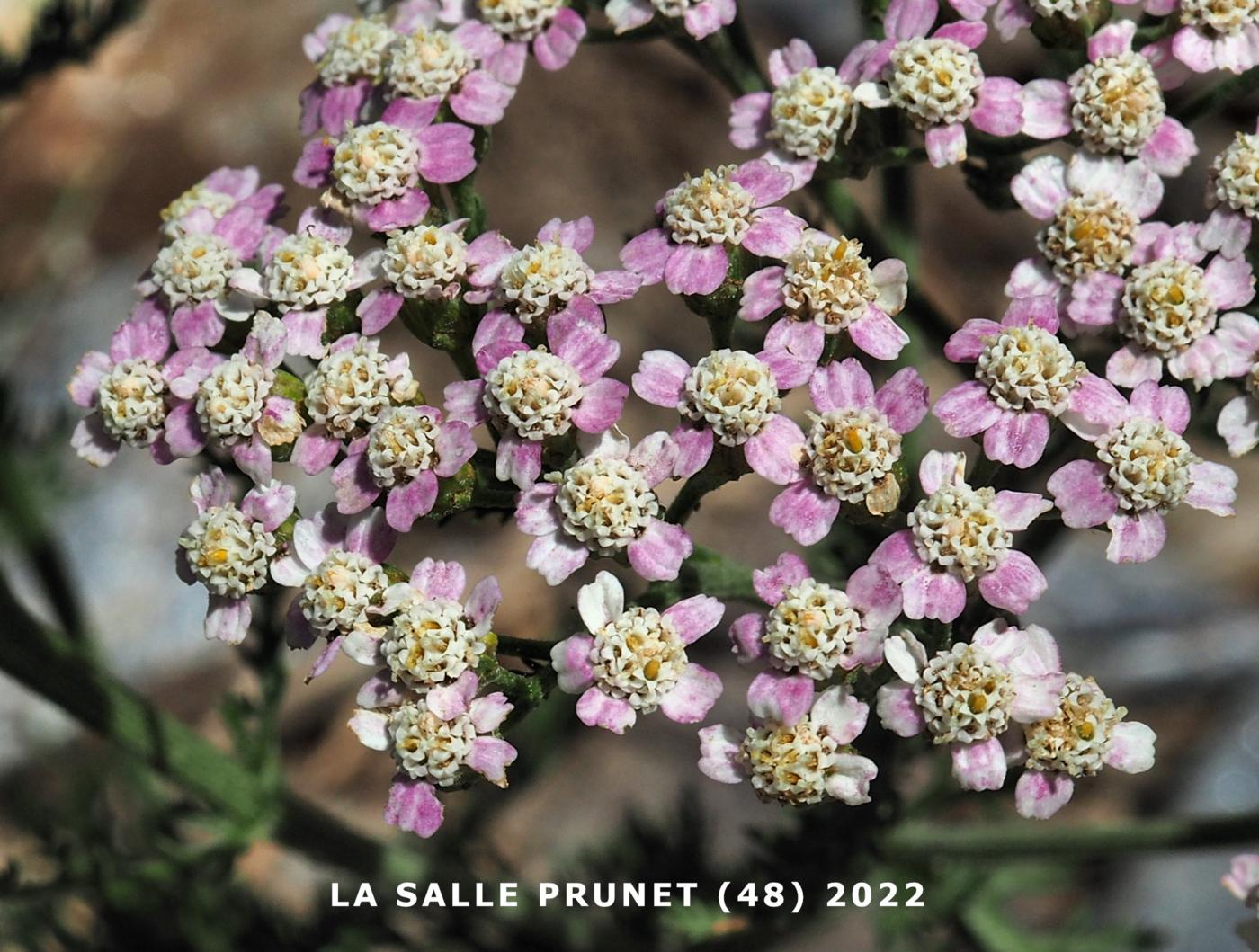 Yarrow flower